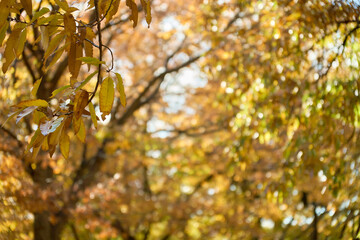 秋の光を浴びて輝く雑木林の背景と黄色いクヌギの葉