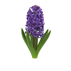 Fototapeta premium Hyacinth isolated on transparent or white background, png