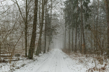 Obraz premium Path in Bialowieza Forest in Poland