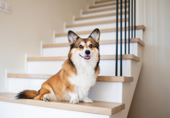 welsh corgi pembroke dog sitting on modern wooden stairs