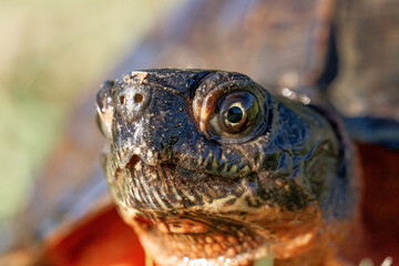 Wood Turtle