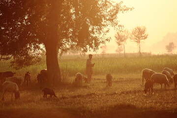 Sheikhupura, Pakistan - 10 December 2025: View of a shepherd amidst grazing sheep under the golden embrace of a sprawling tree, where the soft, hazy light paints the tranquil rural landscape.
