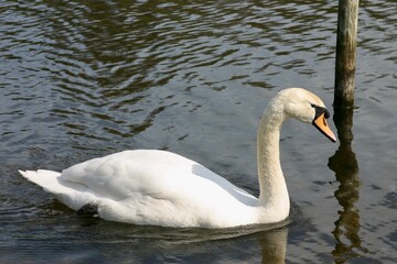 Fototapeta premium A close-up view of a serene swan gliding across a calm pond, its white feathers reflected softly in the rippling water beneath the gentle light.