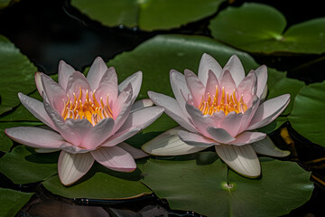 Glowing Water Flower Blossoming At Night In A Mystical Foggy Pond With Reflections, Generative AI