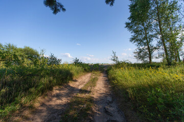 Path through a vibrant green landscape with tall trees and a clear blue sky on a sunny day in nature