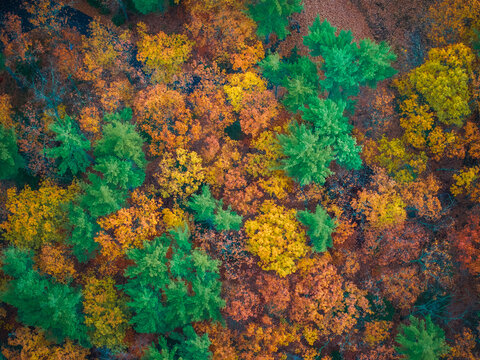 Aerial view of a vibrant tapestry of autumn colors in the forest, where green pines stand amidst the fiery hues of fall, Alton, New Hampshire, United States.