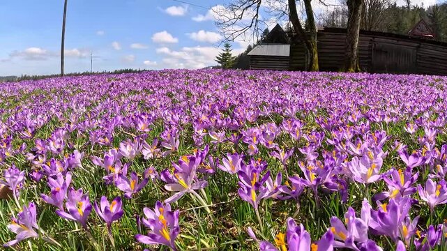 blooming crocuses against the backdrop of an old wooden house