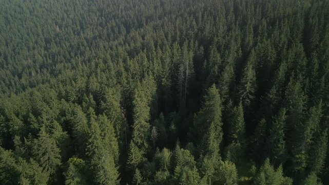 Aerial drone shot, camera fly over green pine forest. Cinematic shot of Carpathians mountains in Europe.