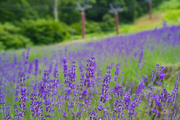 野尻湖テラス　ラベンダー園
