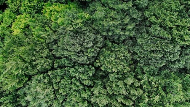 Vid&eacute;o a&eacute;rienne montrant une vue s'&eacute;loignant d'une for&ecirc;t d'arbres verts