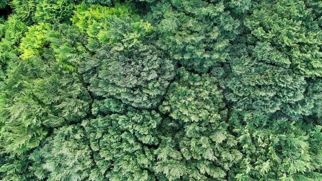 Vid&eacute;o a&eacute;rienne montrant une vue s'&eacute;loignant d'une for&ecirc;t d'arbres verts