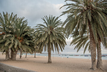 Photos taken in La Orotava, Tenerife Scenic beach view with palm trees and sandy shore under a cloudy sky