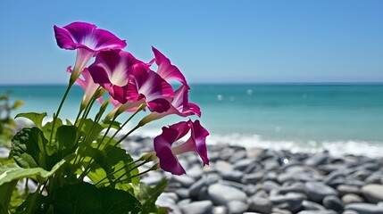 Blooming morning glories at the seaside