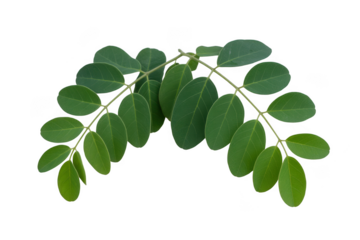 A vibrant green moringa plant branch with fresh leaflets isolated on a black background isolated on transparent background