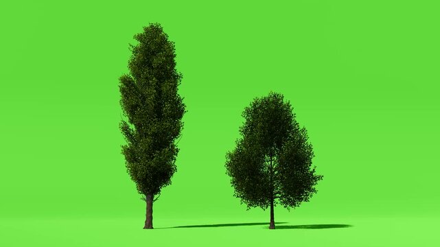 Two Realistic 3D Trees Ready for Compositing Green Screen (Chroma Key) Green Background Video Asset