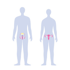 Silhouettes of a man and a woman with male and female reproductive system. Medical vector illustration. Infographic for health care flyers, brochures, web sites