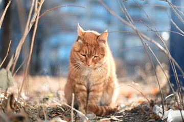Obraz premium Close-up of an orange cat in the autumn grass