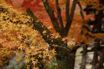 Bright red maple leaves. The foliage turns brilliant shades of crimson as the weather cools
