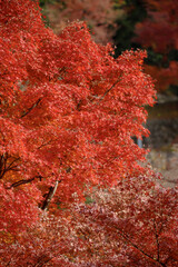 Sunlight filters through layers of scarlet leaves, creating a warm atmosphere of bright red maple leaves