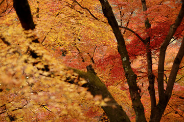 The landscape glows with fiery hues as the bright red maple leaves undergo a full color change
