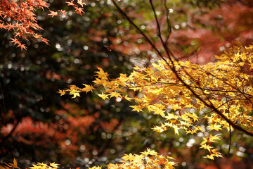 Branches filled with bright red maple leaves create a striking contrast against the sky