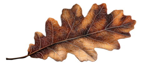 Close-up of a single, detailed oak leaf with various brown hues against a black backdrop