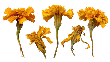 Five vibrant, golden-orange marigold flowers, some fresh, some wilted, against a black background