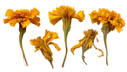 Five vibrant, golden-orange marigold flowers, some fresh, some wilted, against a black background
