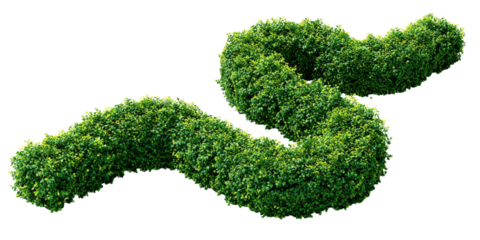 Serpentine topiary hedge, vibrant green foliage against a stark black background