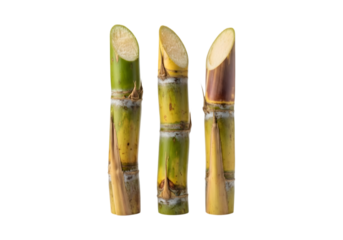 Sugarcane Plants on Transparent Background 