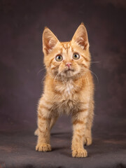 Portrait of a ginger kitten on a brown background. Studio shooting.