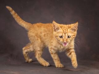Portrait of a ginger kitten on a brown background. Studio shooting.