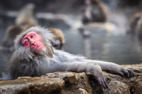 View of a contemplative snow monkey with silver fur lounging on a stone, its red face a stark contrast, in a steaming hot spring, Yamanochi, Nagano, Japan.