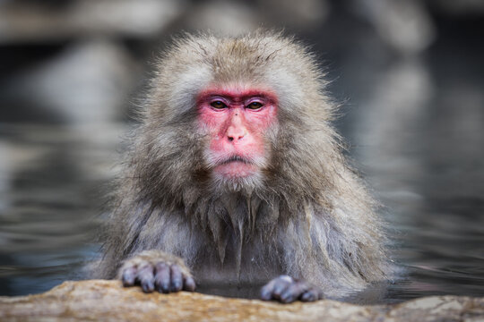 View of a contemplative snow monkey, its reddish face contrasting with its wet, gray fur, soaking in the thermal waters, Yamanochi, Nagano, Japan.
