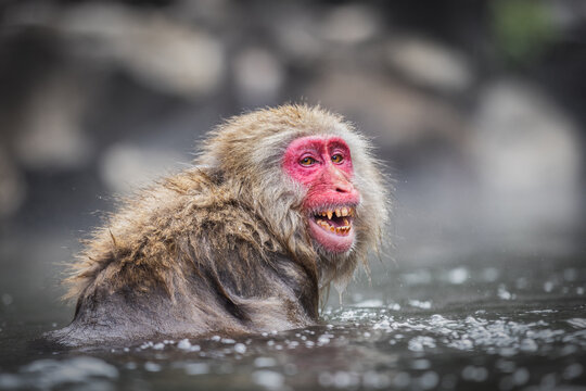 View of a snow monkey with a bright red face grins, its fur glistening with water droplets in the warm onsen, Yamanochi, Nagano, Japan.