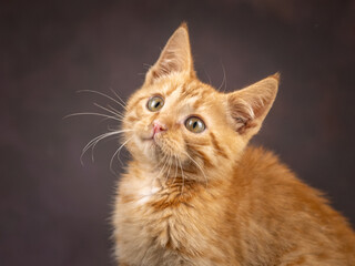 Portrait of a ginger kitten on a brown background. Studio shooting.