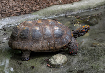 Red-footed tortoise, Chelonoidis carbonarius