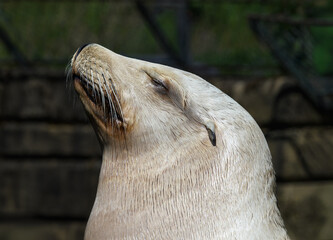 California Sea Lion, Zalophus californianus