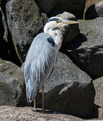 Great Blue Heron, Ardea Cinerea