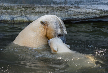 Polar bear with Cub in Water, Ursus maritimus