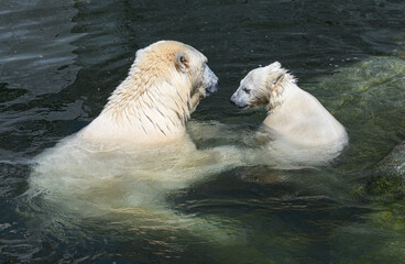 Polar bear with Cub in Water, Ursus maritimus