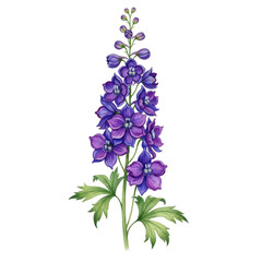 Fototapeta premium Vintage delphinium flower botanical art print beautiful purple blossom realistic detail transparent background