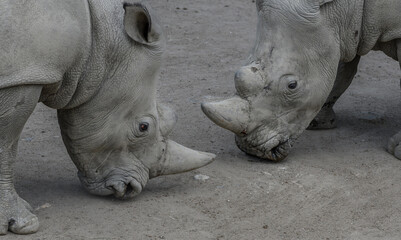 White rhinoceros, Ceratotherium simum