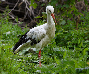 White stork in Denmark, Ciconia Ciconia