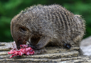 Banded mongoose eating other animal, Mungos Mungo