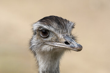 Greater rhea, Rhea americana from South America