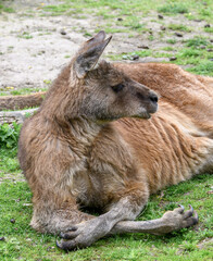 Eastern grey kangaroo, Macropus giganteus from Australia
