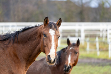 Obraz premium Two Brown Horses Standing in Pasture, One Looking at Camera, Rural Farm Scene in Late Autumn