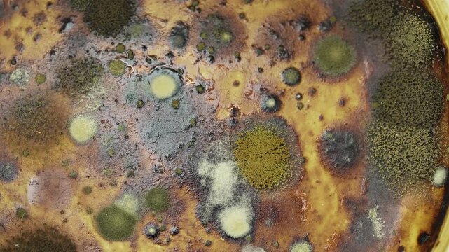 A magnified image shows mold growing on the bottom of an unwashed coffee cup, slowly rotating.