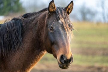 Fototapeta premium Calm Brown Horse Portrait in Soft Evening Light, Rural Pasture in Latvia, Late Autumn